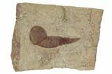 Soft-Bodied Fossil Aglaspid (Tremaglaspis) - Large Specimen #194096-1